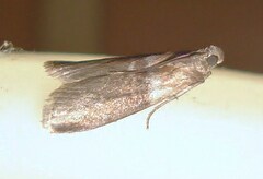 Sciota fumella