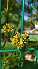 Schistocarpha eupatorioides