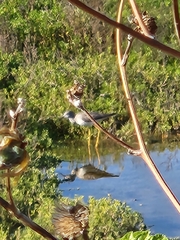 Tringa flavipes