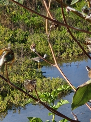 Tringa flavipes