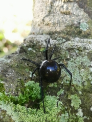Latrodectus mactans