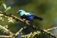 Stilpnia cyanicollis