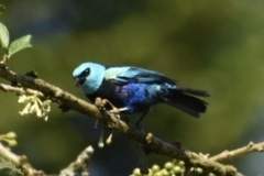 Stilpnia cyanicollis