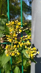 Schistocarpha eupatorioides