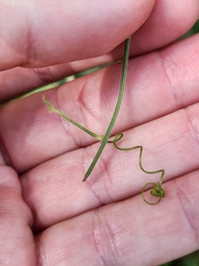 Clematis drummondii
