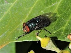 Compsomyiops callipes