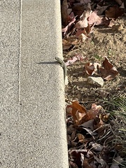 Podarcis muralis maculiventris