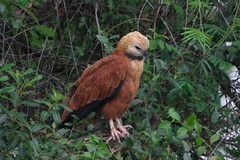 Busarellus nigricollis