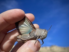 Leprus