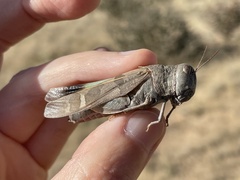 Leprus