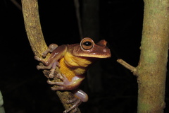 Bokermannohyla circumdata