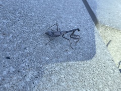 Stagmomantis carolina