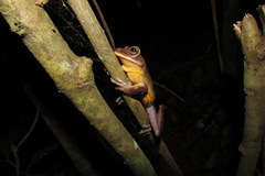 Bokermannohyla circumdata