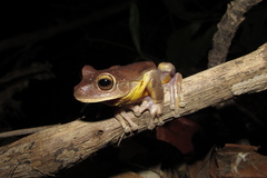 Bokermannohyla circumdata