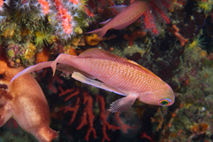 Anthias anthias