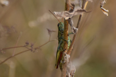 Melanoplus thomasi