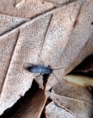 Tomocerinae