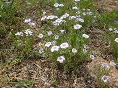 Nierembergia linariifolia