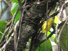 Basileuterus culicivorus