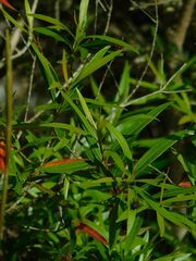 Metrosideros angustifolia