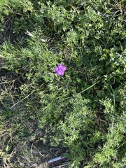 Verbena rigida