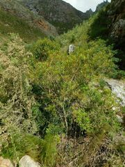 Metrosideros angustifolia