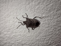 Halyomorpha halys