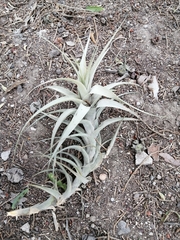 Tillandsia incarnata