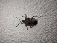 Halyomorpha halys