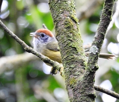 Hylophilus poicilotis