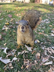 Sciurus niger