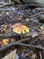 Pluteus leoninus