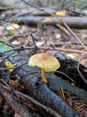 Pluteus leoninus