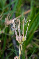 Pelargonium althaeoides