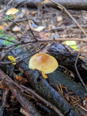 Pluteus leoninus