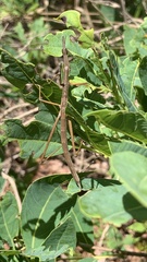 Tetanorhynchini