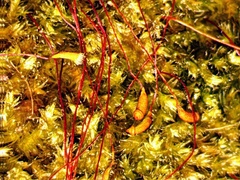 Herzogiella striatella