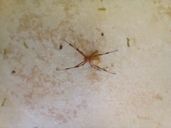 Latrodectus geometricus