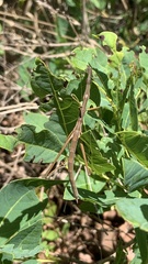 Tetanorhynchini