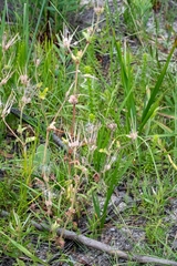 Pelargonium althaeoides