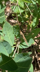 Tetanorhynchini