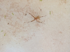 Latrodectus geometricus