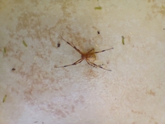 Latrodectus geometricus