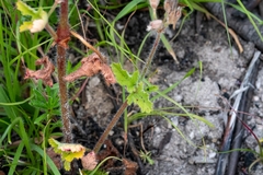 Pelargonium althaeoides