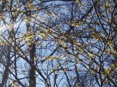 Hamamelis