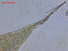 Herzogiella striatella
