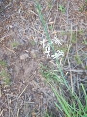 Albuca virens