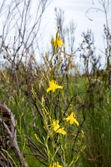Moraea ramosissima