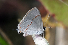Ministrymon azia
