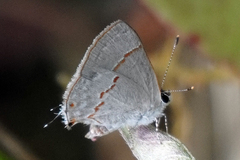 Ministrymon azia